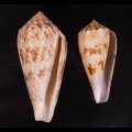 Conus kinoshitai キノシタイモ