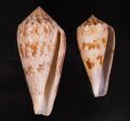 Conus kinoshitai キノシタイモ