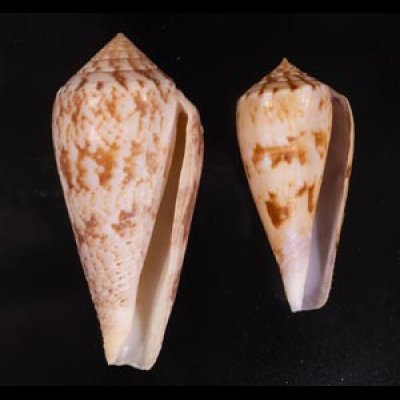 キノシタイモ Conus kinoshitaifig.1