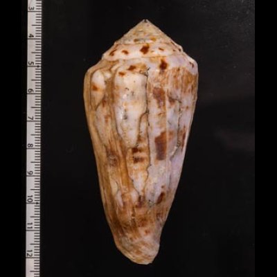 キノシタイモ Conus kinoshitaifig.2