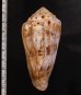 キノシタイモ Conus kinoshitaifig.2