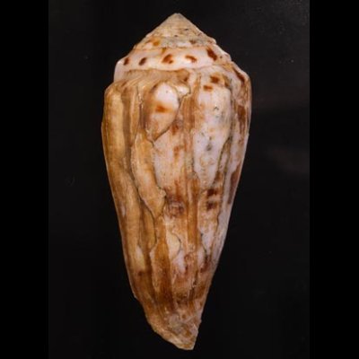 キノシタイモ Conus kinoshitaifig.3