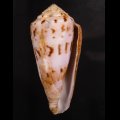 Conus kinoshitai キノシタイモ