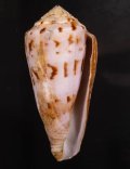 Conus kinoshitai キノシタイモ