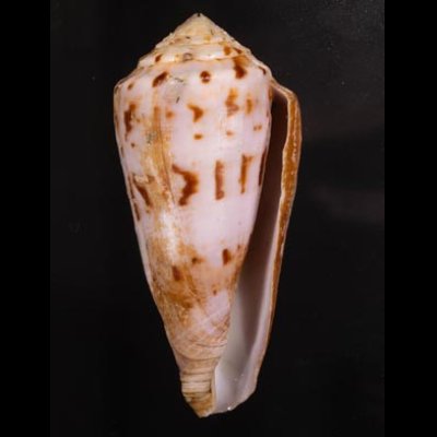 キノシタイモ Conus kinoshitaifig.1