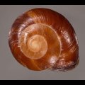 ミガキカドバリマイマイ