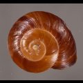 ミガキカドバリマイマイ