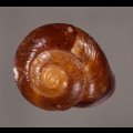 ミガキカドバリマイマイ