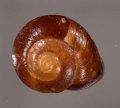 ミガキカドバリマイマイ