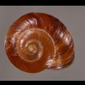 ミガキカドバリマイマイ