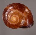ミガキカドバリマイマイ
