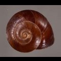 ミガキカドバリマイマイ