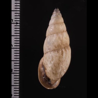 クサレアラハダマイマイ Odontostomus exesusfig.2