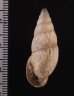 クサレアラハダマイマイ Odontostomus exesusfig.2