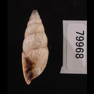 クサレアラハダマイマイ Odontostomus exesusfig.3