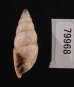 クサレアラハダマイマイ Odontostomus exesusfig.3
