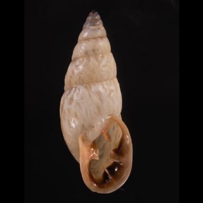 クサレアラハダマイマイ Odontostomus exesusfig.1