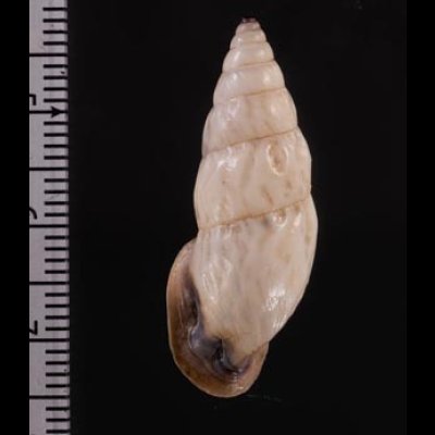 クサレアラハダマイマイ Odontostomus exesusfig.2