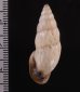 クサレアラハダマイマイ Odontostomus exesusfig.2