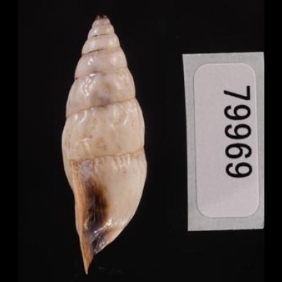 クサレアラハダマイマイ Odontostomus exesusfig.3