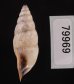 クサレアラハダマイマイ Odontostomus exesusfig.3