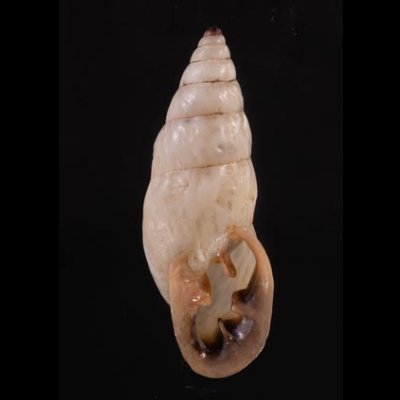 クサレアラハダマイマイ Odontostomus exesusfig.1