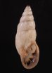 クサレアラハダマイマイ Odontostomus exesusfig.1