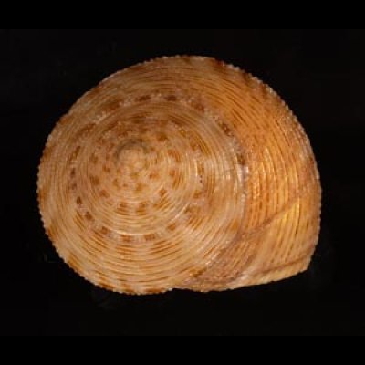 タイワンエビス Calliostoma formosensefig.2