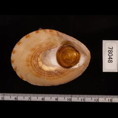 タイワンエビス Calliostoma formosensefig.3