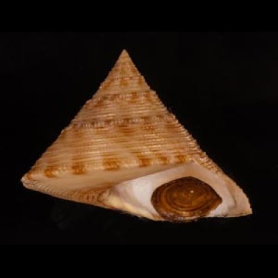 タイワンエビス Calliostoma formosensefig.1