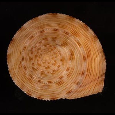 タイワンエビス Calliostoma formosensefig.2