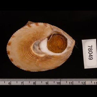 タイワンエビス Calliostoma formosensefig.3