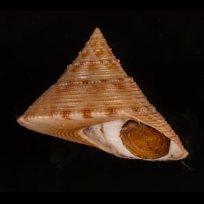 タイワンエビス Calliostoma formosensefig.1