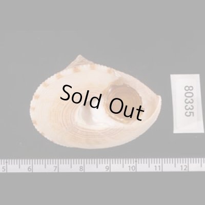 タイワンエビス Calliostoma formosensefig.3