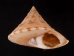 タイワンエビス Calliostoma formosensefig.1
