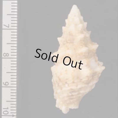 メオニノツノガイ Cerithium echinatumfig.2