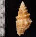 メオニノツノガイ Cerithium echinatumfig.2