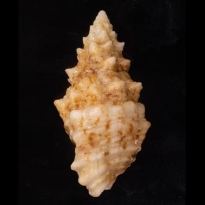 メオニノツノガイ Cerithium echinatumfig.3