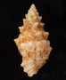 メオニノツノガイ Cerithium echinatumfig.3