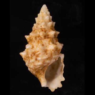 メオニノツノガイ Cerithium echinatumfig.1