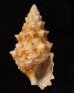 メオニノツノガイ Cerithium echinatumfig.1