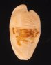 ケープダカラ Cypraeovula capensisfig.1