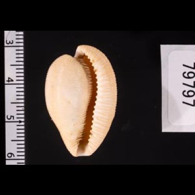 ケープダカラ Cypraeovula capensisfig.2