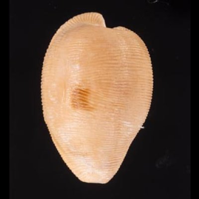 ケープダカラ Cypraeovula capensisfig.1