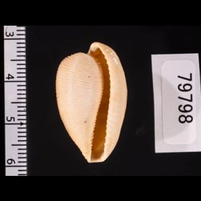ケープダカラ Cypraeovula capensisfig.2