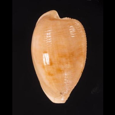ケープダカラ Cypraeovula capensisfig.1