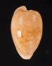 ケープダカラ Cypraeovula capensisfig.1