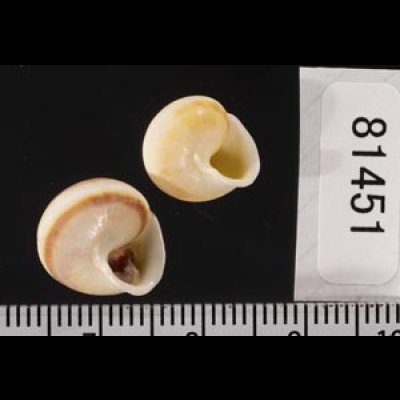 画像2: ジャマイカヤマキサゴの一種