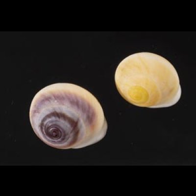 画像1: ジャマイカヤマキサゴの一種