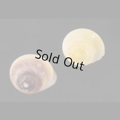 画像1: ジャマイカヤマキサゴの一種